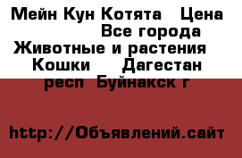 Мейн Кун Котята › Цена ­ 15 000 - Все города Животные и растения » Кошки   . Дагестан респ.,Буйнакск г.